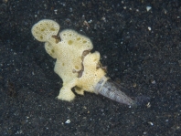 Antennarius pictus - catching the fish