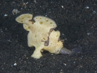 Antennarius pictus - catching the fish