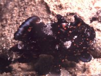 Painted frogfish - Antennarius pictus - Rundflecken Anglerfisch