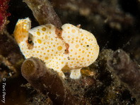 Painted frogfish - Antennarius pictus - Rundflecken Anglerfisch