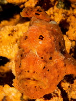 Painted frogfish - <em>Antennarius pictus</em> - Rundflecken Anglerfisch