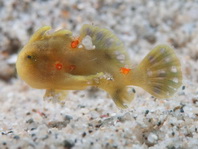 Painted frogfish - Antennarius pictus - Rundflecken Anglerfisch