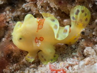 Painted frogfish - Antennarius pictus - Rundflecken Anglerfisch