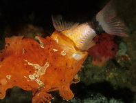 Antennarius pictus (Painted frogfish - Rundflecken Anglerfisch, Bemalter Fühlerfisch) 