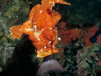 Antennarius pictus (Painted frogfish - Rundflecken Anglerfisch, Bemalter Fühlerfisch) 