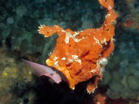 Antennarius pictus (Painted frogfish - Rundflecken Anglerfisch, Bemalter Fühlerfisch) 