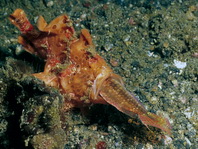 Antennarius pictus (Painted frogfish - Rundflecken Anglerfisch, Bemalter Fühlerfisch) 