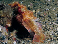 Antennarius pictus (Painted frogfish - Rundflecken Anglerfisch, Bemalter Fühlerfisch) 