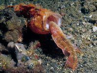 Antennarius pictus (Painted frogfish - Rundflecken Anglerfisch, Bemalter Fühlerfisch) 