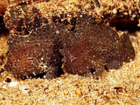 Antennarius randalli Randall's frogfish - Randall's Anglerfisch