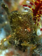Antennarius randalli Randall's frogfish - Randall's Anglerfisch