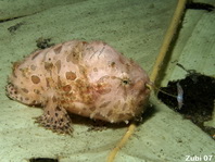 Hairy Frogfish (Antennarius striatus) about 5cm - look at lure