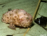 Gestreifter Anglerfisch (Antennarius striatus) mit dem Köder vor dem Gesicht