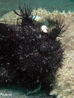 Black Striped or hairy frogfish (Antennarius striatus) - the appendages look like the spines of sea urchins