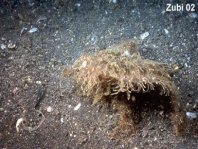 Hairy frogfish (Antennarius striatus) - stalks the juvenile flounder (to the left)