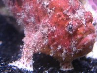 Antennatus coccineus - Antennarius coccineus (Freckled frogfish, Scarlet frogfish - Sommersprossen Anglerfisch) 