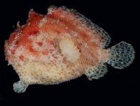 Antennatus coccineus - Antennarius coccineus (Freckled frogfish, Scarlet frogfish - Sommersprossen Anglerfisch)