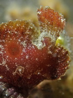 Antennatus dorehensis - Antennarius
dorehensis - New Guinea frogfish - Zwerg Anglerfisch (Neu Guinea Anglerfisch)