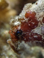 Antennatus dorehensis - Antennarius
dorehensis - New Guinea frogfish - Zwerg Anglerfisch (Neu Guinea Anglerfisch)