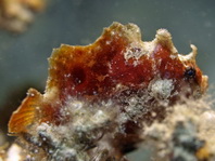 Antennatus dorehensis - Antennarius
dorehensis - New Guinea frogfish - Zwerg Anglerfisch (Neu Guinea Anglerfisch)