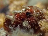 Antennatus dorehensis - Antennarius
dorehensis - New Guinea frogfish - Zwerg Anglerfisch (Neu Guinea Anglerfisch)