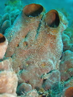 Antennatus nummifer - Antennarius
nummifer (Spotfin frogfish, coinbearing frogfish, whitefingered frogfish - Rückenfleck Anglerfisch)
