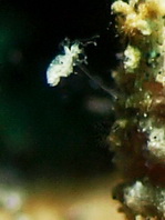 Antennatus nummifer - Antennarius
nummifer (Spotfin frogfish, coinbearing frogfish, whitefingered frogfish - Rückenfleck Anglerfisch)