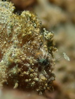Antennatus nummifer - Antennarius
nummifer (Spotfin frogfish, coinbearing frogfish, whitefingered frogfish - Rückenfleck Anglerfisch)