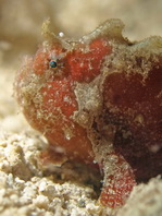 Antennatus dorehensis - Antennarius
dorehensis - New Guinea frogfish - Zwerg Anglerfisch (Neu Guinea Anglerfisch)