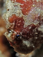 Antennatus dorehensis - Antennarius
dorehensis - New Guinea frogfish - Zwerg Anglerfisch (Neu Guinea Anglerfisch)
