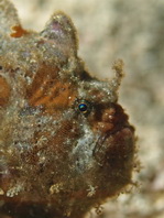 Antennatus dorehensis - Antennarius
dorehensis - New Guinea frogfish - Zwerg Anglerfisch (Neu Guinea Anglerfisch)