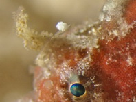 Antennatus dorehensis - has a very small lure and a thin rod