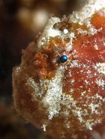 Antennatus dorehensis - Antennarius
dorehensis - New Guinea frogfish - Zwerg Anglerfisch (Neu Guinea Anglerfisch)