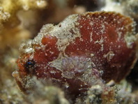 Antennatus dorehensis - Antennarius
dorehensis - New Guinea frogfish - Zwerg Anglerfisch (Neu Guinea Anglerfisch)