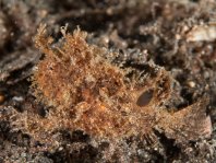 Antennatus dorehensis - Antennarius
dorehensis - New Guinea frogfish - Zwerg Anglerfisch (Neu Guinea Anglerfisch)