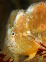Antennatus dorehensis - Antennarius
dorehensis - New Guinea frogfish - Zwerg Anglerfisch (Neu Guinea Anglerfisch)