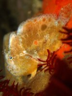 Antennatus dorehensis - Antennarius
dorehensis - New Guinea frogfish - Zwerg Anglerfisch (Neu Guinea Anglerfisch)