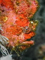 Antennatus dorehensis - Antennarius
dorehensis - New Guinea frogfish - Zwerg Anglerfisch (Neu Guinea Anglerfisch)