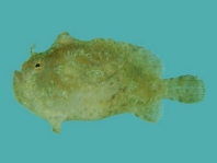 Antennatus dorehensis - Antennarius
dorehensis - New Guinea frogfish - Zwerg Anglerfisch (Neu Guinea Anglerfisch)