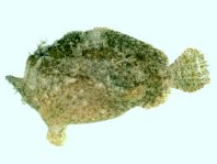 Antennatus dorehensis - Antennarius
dorehensis - New Guinea frogfish - Zwerg Anglerfisch (Neu Guinea Anglerfisch)