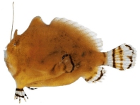 Antennatus flagellatus (Whip Frogfish - Peitschen-Anglerfisch)