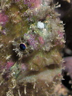 Antennatus nummifer - Antennarius
nummifer (Spotfin frogfish, coinbearing frogfish, whitefingered frogfish - Rückenfleck Anglerfisch)