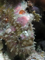 Antennatus nummifer - Antennarius 
        nummifer (Spotfin frogfish, coinbearing frogfish, whitefingered frogfish - Rückenfleck  Anglerfisch)