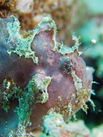 Antennatus nummifer - Antennarius 
        nummifer (Spotfin frogfish, coinbearing frogfish, whitefingered frogfish - Rückenfleck  Anglerfisch)