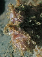 Antennatus nummifer - Antennarius 
        nummifer (Spotfin frogfish, coinbearing frogfish, whitefingered frogfish - Rückenfleck  Anglerfisch)