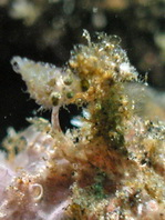 Antennatus nummifer - Antennarius
nummifer (Spotfin frogfish, coinbearing frogfish, whitefingered frogfish - Rückenfleck Anglerfisch)