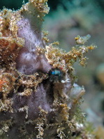 Antennatus nummifer - Antennarius
nummifer (Spotfin frogfish, coinbearing frogfish, whitefingered frogfish - Rückenfleck Anglerfisch)