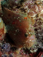 Antennatus nummifer - Antennarius 
        nummifer (Spotfin frogfish, coinbearing frogfish, whitefingered frogfish - Rückenfleck  Anglerfisch)
