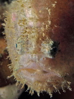 Antennatus nummifer - Antennarius 
        nummifer (Spotfin frogfish, coinbearing frogfish, whitefingered frogfish - Rückenfleck  Anglerfisch)