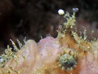 Antennatus nummifer - Antennarius
nummifer (Spotfin frogfish, coinbearing frogfish, whitefingered frogfish - Rückenfleck Anglerfisch)